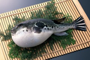 fugu