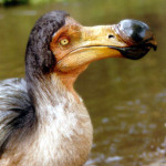 dodo-figure-by-bill-munns