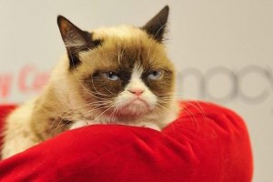 Grumpy-Cat-on-bed-544409-pic510-510x340-65007 (1)