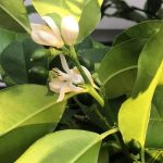 Как вырастить лимонное дерево дома?