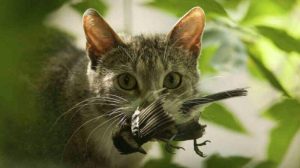 Почему кошки приносят хозяину домой убитых ими животных?