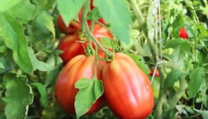 Как поливать помидоры в теплице и в открытом грунте