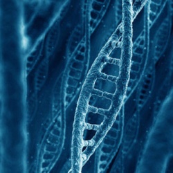 интересные факты о ДНК