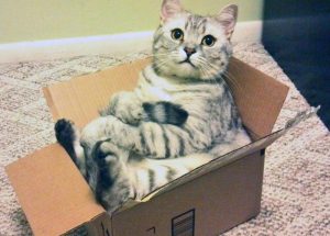 Почему кошки обожают коробки: мнение ученых 