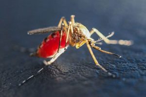 Кого комары кусают чаще и почему
