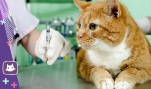 Какие кошачьи болезни могут передаваться человеку