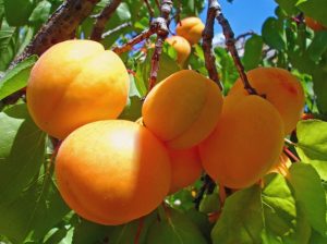 Невероятные факты об абрикосе