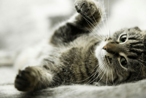 15 мифов о кошках и их разоблачение