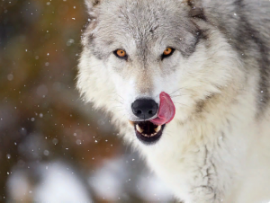 Как зимует волк