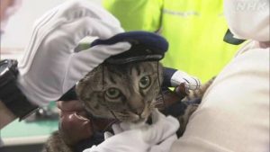 Кошку назначили начальником полиции