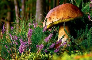 интересные факты о грибах