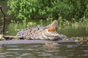 старость крокодила